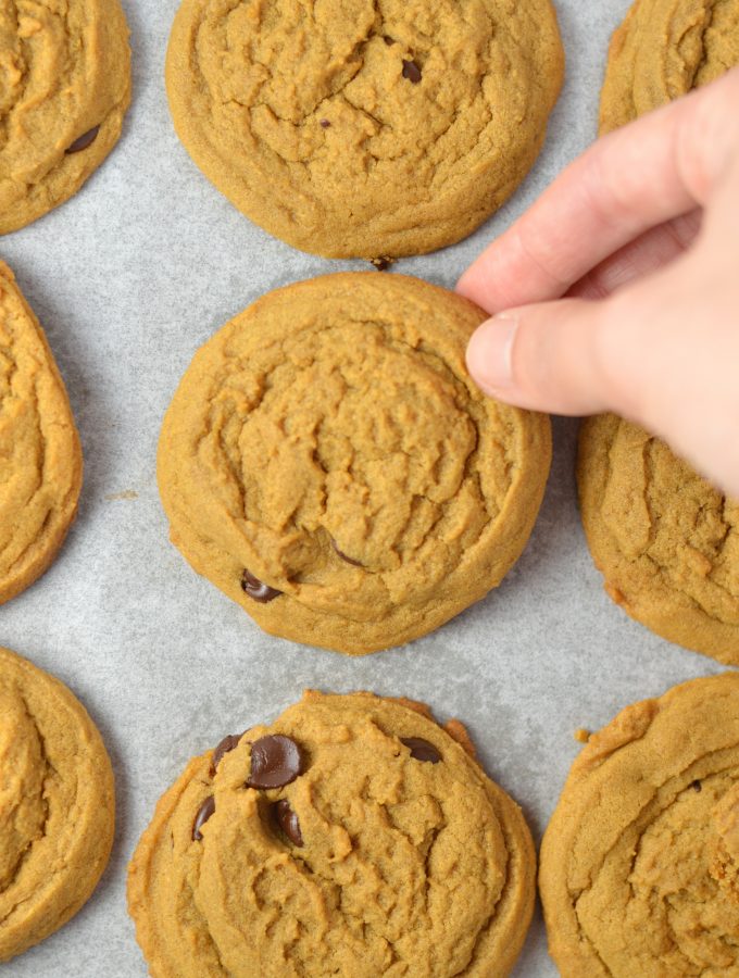 Simple Molasses Chocolate Chip Cookies make the perfect snack or dessert. Such a quick and easy recipe, it will become your new favourite.